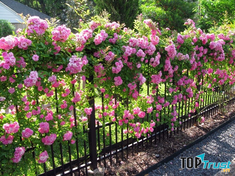 Loài hoa leo tường đẹp nhà mát cửa và dễ trồng nhất