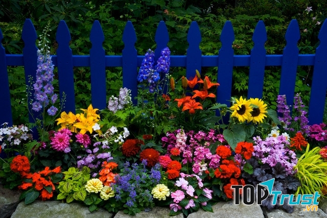 Loài hoa mang lại may mắn