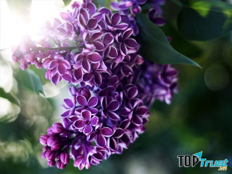 Loài hoa màu tím đẹp nhất