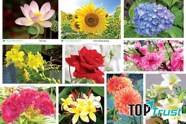 Loài hoa ngày Tết mang nhiều ý nghĩa may mắn nhất