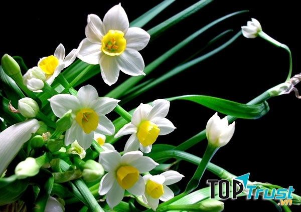 Loài hoa nguy hiểm nhất thế giới