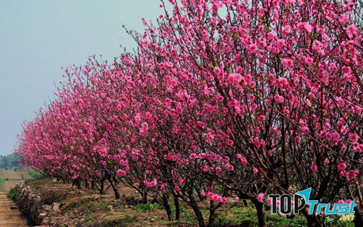 Loại hoa phổ biến nhất dịp tết miền Bắc