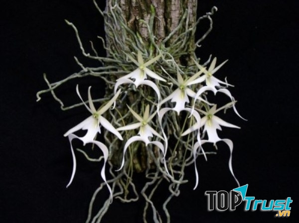 Loài hoa quý hiếm và tuyệt đẹp trên Trái Đất