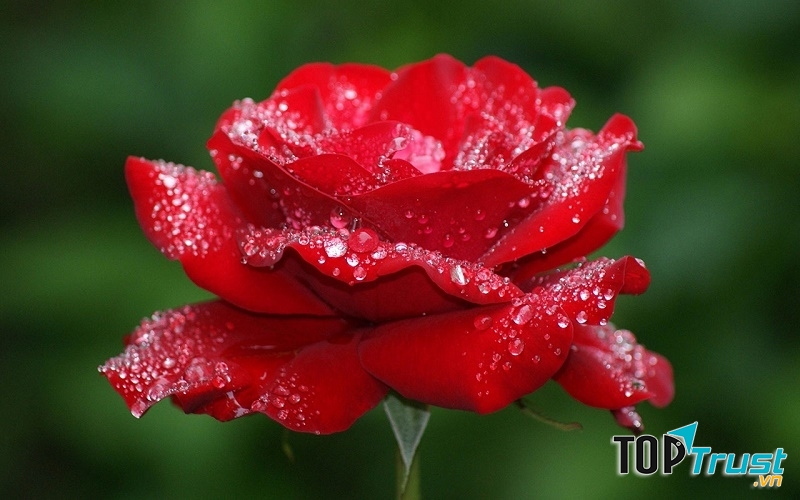 Loài hoa sinh nhật đẹp nhất 2017