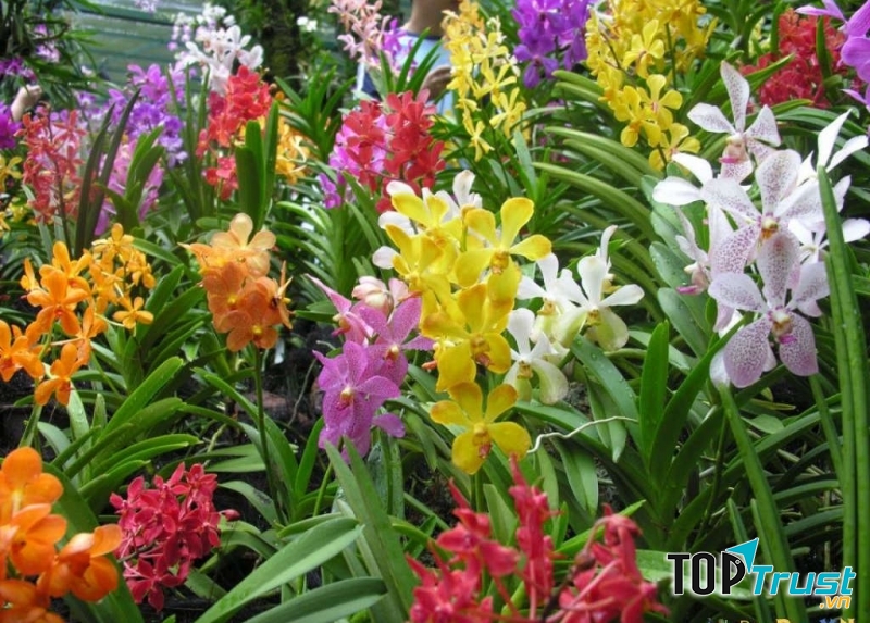 Loài hoa tiết lộ tính cách của bạn đầy thú vị