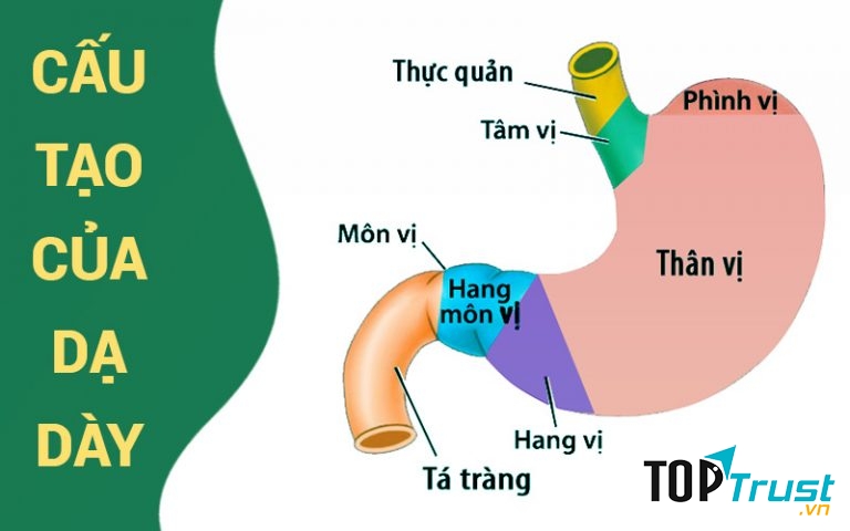 Loại lá vườn nhà trị đau dạ dày hiệu quả nhất