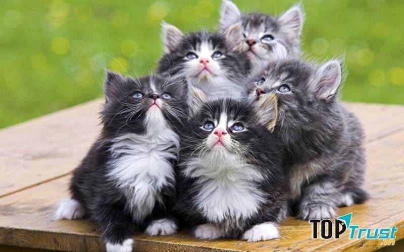 Loài mèo dễ thương nhất thế giới