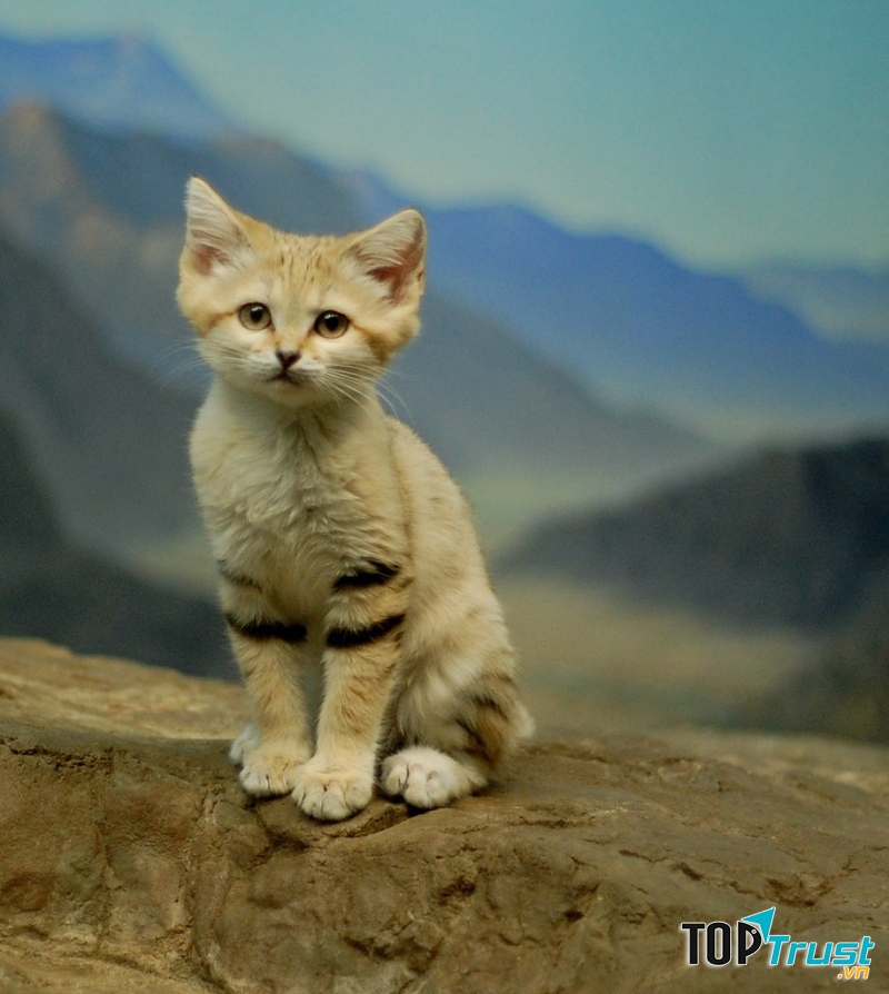 Loài mèo hiếm nhất thế giới