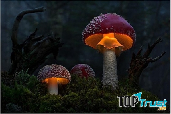 Loại nấm cực độc thường gặp  ở Việt Nam