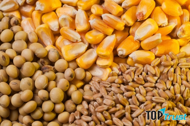 Loại ngũ cốc tốt cho sức khỏe