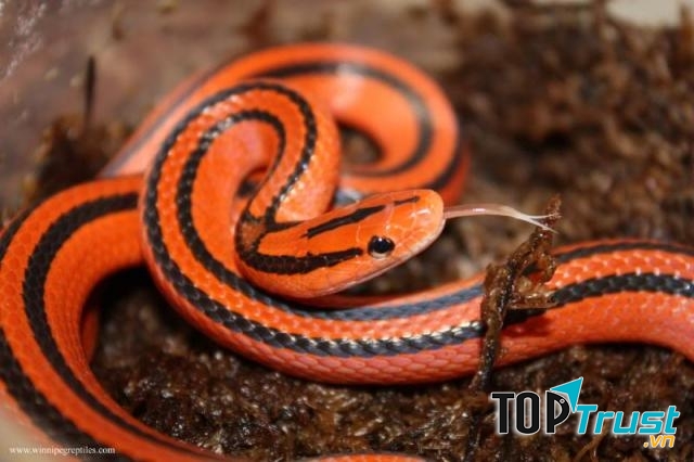 Loài Rắn đẹp nhất thế giới có thể bạn muốn biết