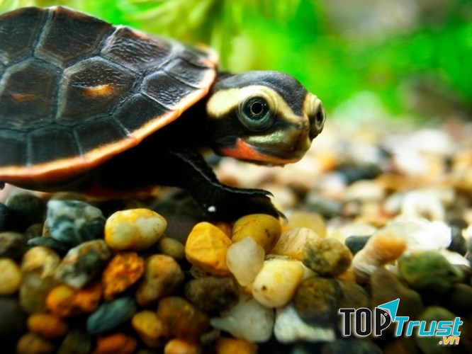 Loài rùa lạ nhất thế giới có thể bạn chưa biết