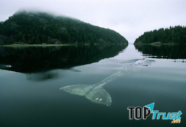 Loài sinh vật cô đơn nhất thế giới