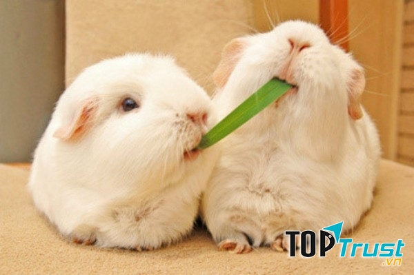 Loài thú cưng được giới trẻ yêu thích nhất