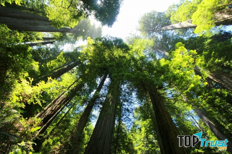 Loại thực vật kì lạ nhất hành tinh