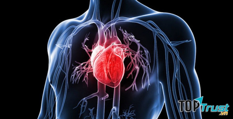 Loại thuốc bổ cho tim mạch tốt nhất hiện nay