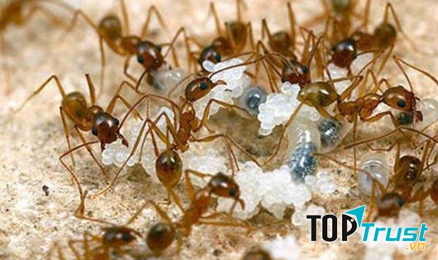 Loại thuốc diệt kiến hiệu quả, chất lượng nhất hiện nay