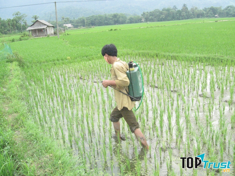 Loại thuốc trừ cỏ sinh học tốt nhất hiện nay