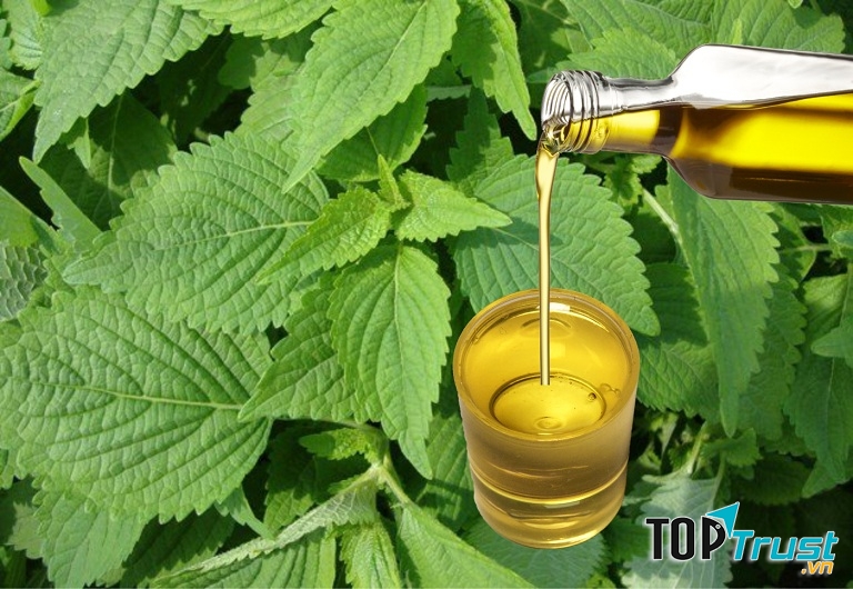 Loại tinh dầu giảm đau lưng tốt nhất