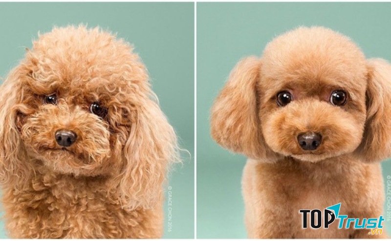 Loại tông đơ điện cạo lông chó mèo tốt nhất hiện nay