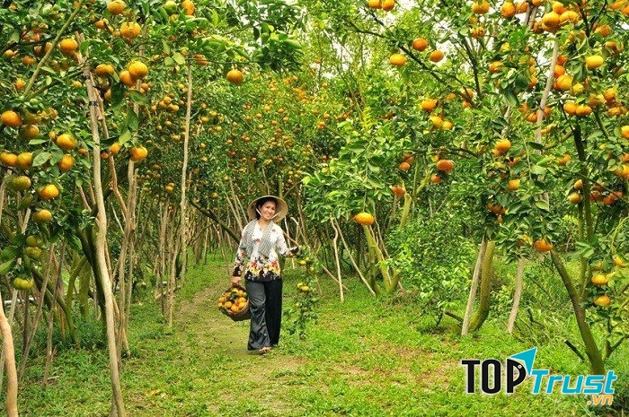 Loại trái cây đặc sản nổi tiếng nhất Việt Nam