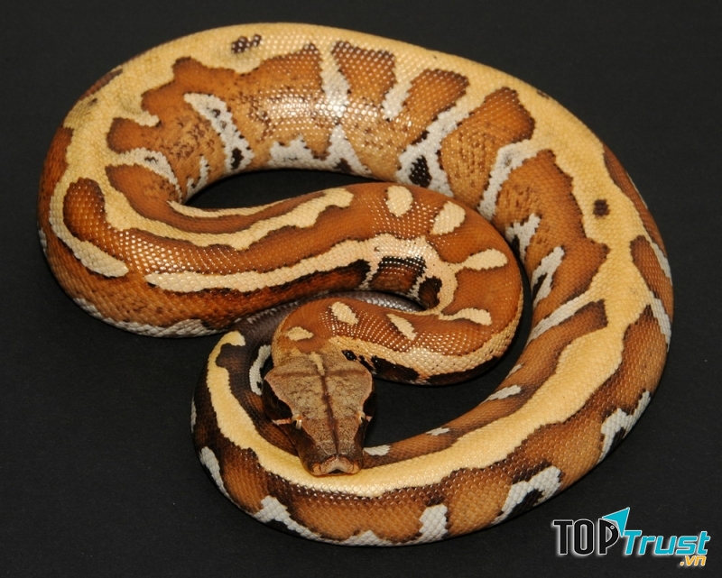 Loài trăn to lớn nhất thế giới