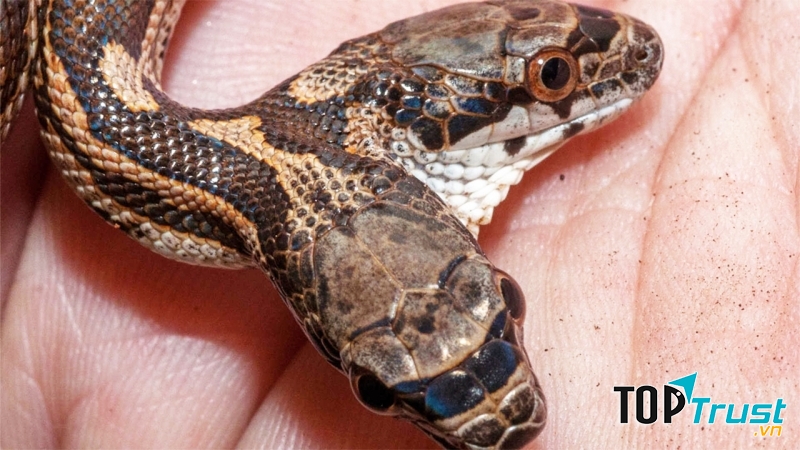 Loài vật đột biến kỳ lạ nhất thế giới