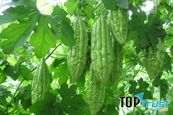 Lợi ích tuyệt vời của mướp đắng đối với sức khỏe