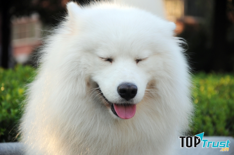 Lợi ích tuyệt vời của việc nuôi một chú chó