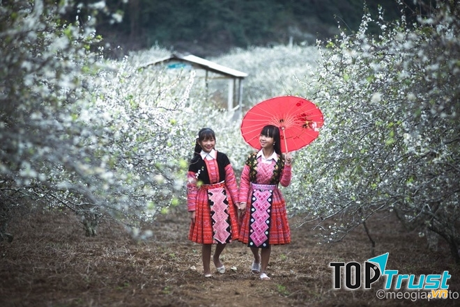 Lý do nhất định bạn nên đi Mộc Châu trước Tết Âm Lịch