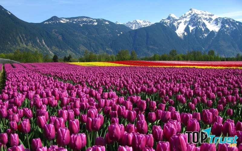 Màu sắc đẹp nhất của hoa Tulip và ý nghĩa của chúng