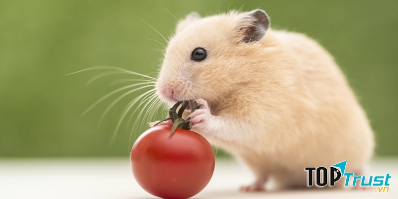 Máy đuổi chuột chất lượng nhất hiện nay