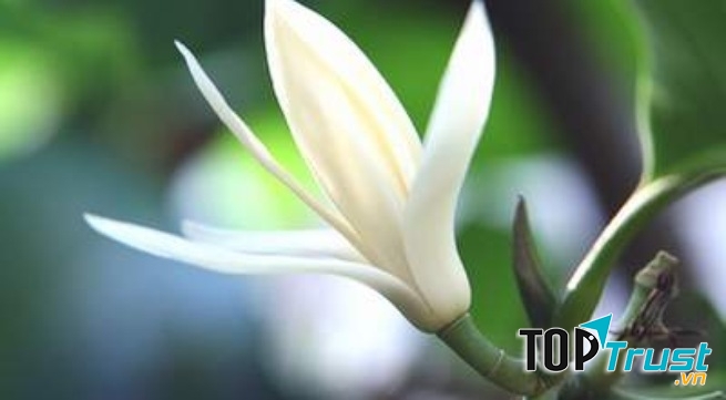 Mẹo giảm đau họng không cần thuốc