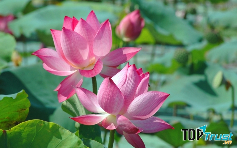 Món ăn được chế biến từ Sen