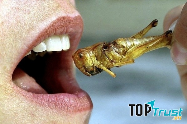 Món ăn khủng khiếp và đáng sợ nhất thế giới không phải ai cũng dám thử
