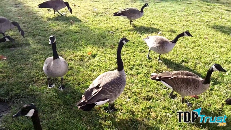 Món ăn ngon từ thịt ngỗng và cách làm đơn giản tại nhà