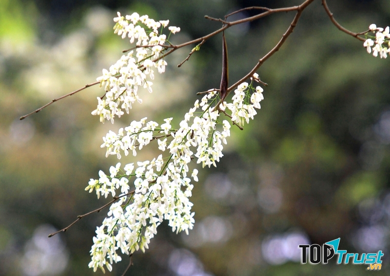 Mùa hoa đẹp nhất tháng ba của Hà Nội