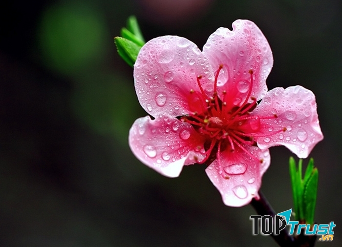 Mùa hoa đẹp nhất Việt Nam