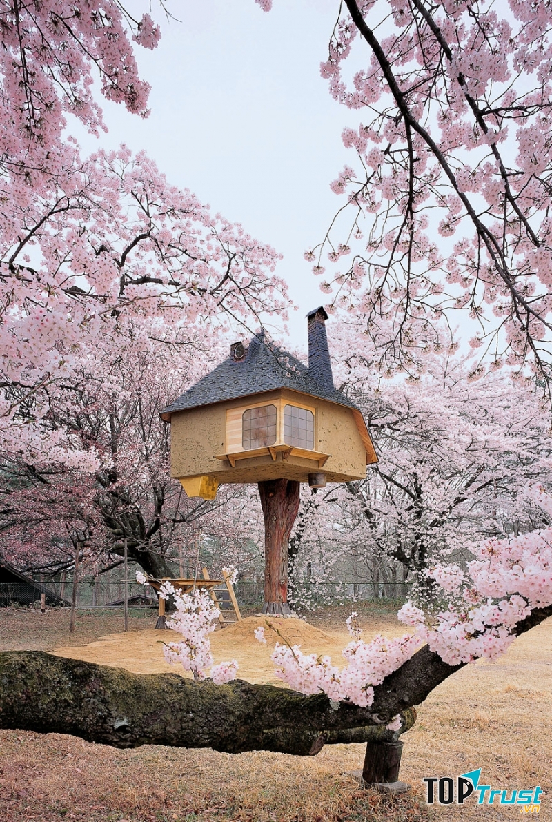 Ngôi nhà trên cây tuyệt đẹp của thế giới