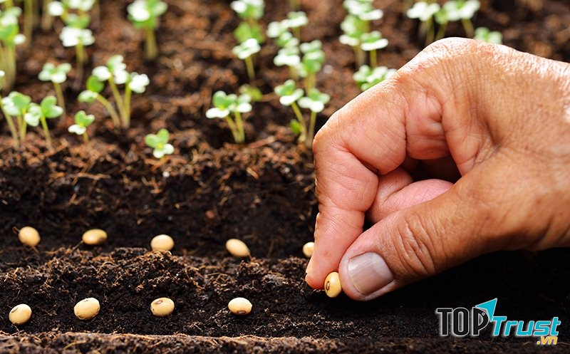 Nguyên tắc trồng rau an toàn