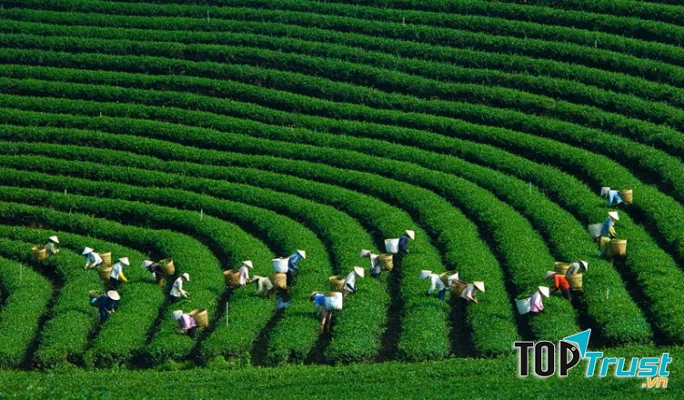 Nhà xe tuyến Hà Nội - Mộc Châu uy tín nhất được khách hàng tin chọn