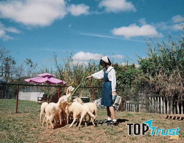 Nông trại động vật siêu xinh ở Đà Lạt
