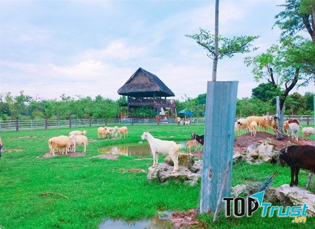 Nông trại xanh mát nhất Sài Gòn