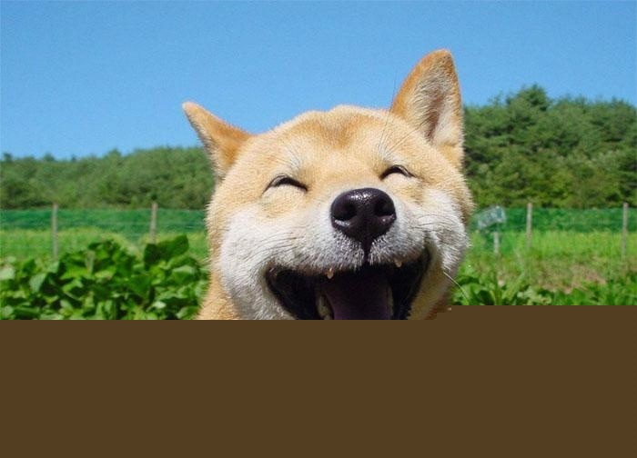 Nước xịt thơm miệng cho thú cưng tốt nhất hiện nay