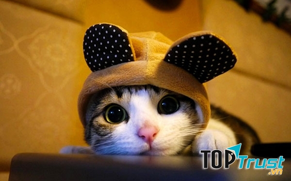 Phần mềm nghe nhạc và xem phim tốt nhất hiện nay