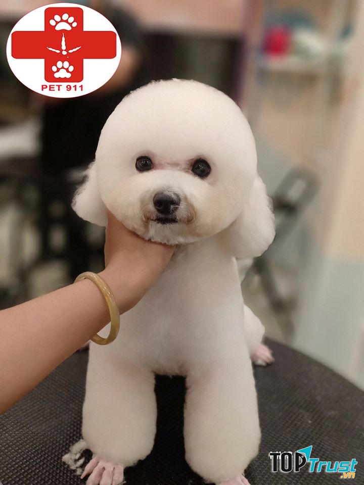 Phòng khám thú y uy tín nhất Đông Anh, Hà Nội