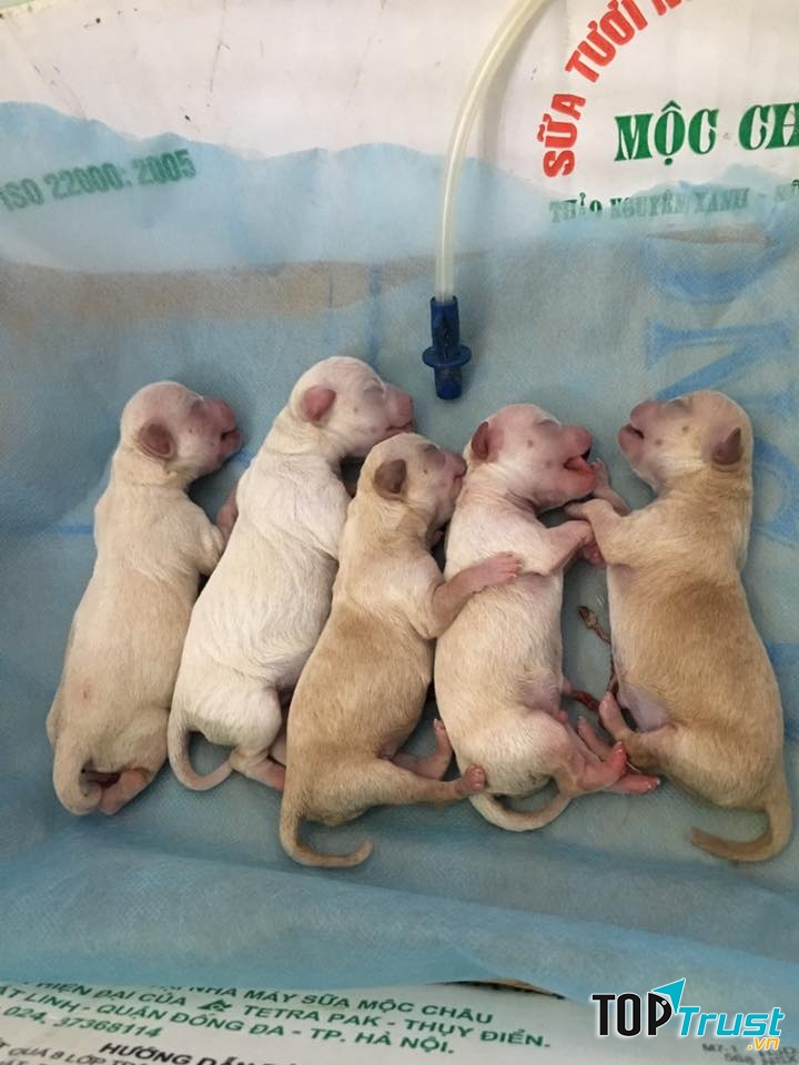 Phòng khám thú y uy tín nhất tại Bắc Ninh