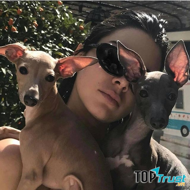 Phòng khám thú y uy tín nhất tại Hưng Yên