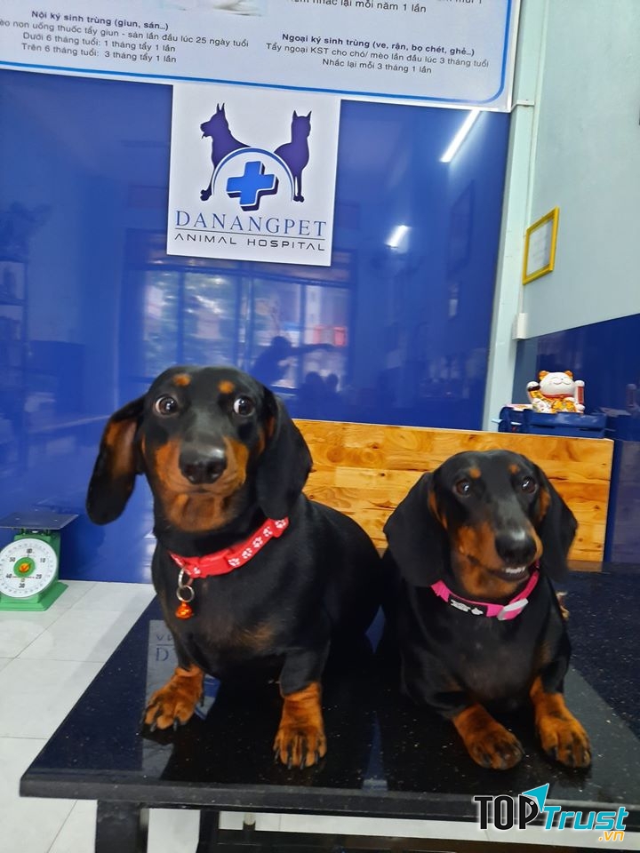 Phòng khám thú y uy tín nhất tại Quảng Ngãi