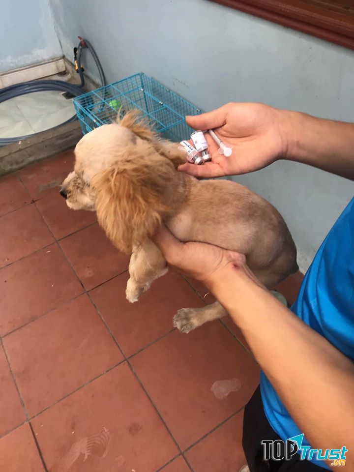 Phòng khám thú y uy tín nhất tại Thái Bình